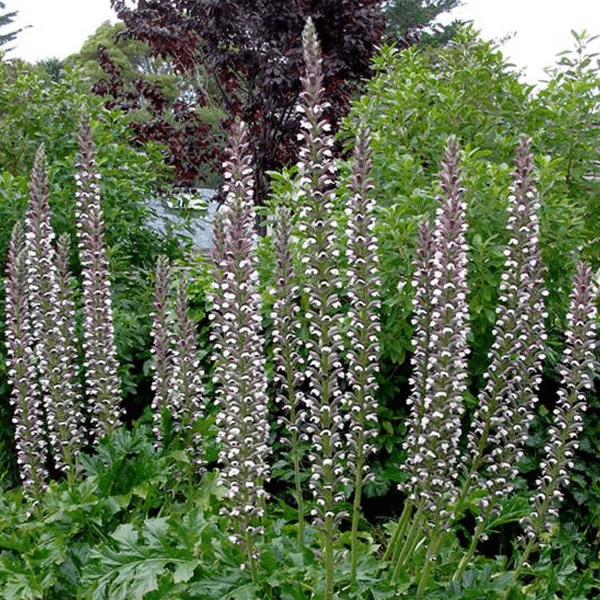 Des images de diff�rentes plantes